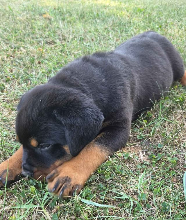 WOW.. Top Rottweiler Puppies media 14