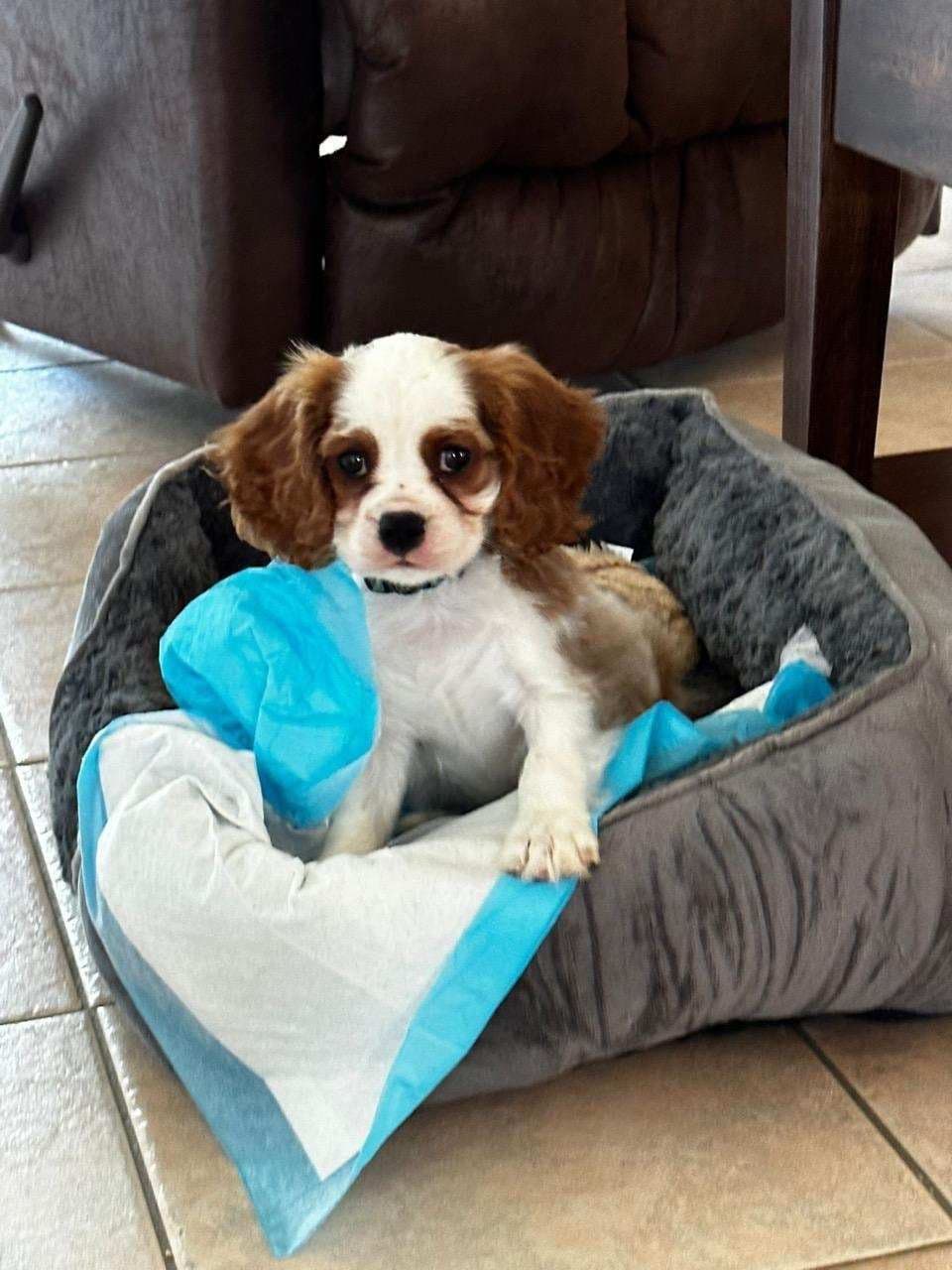 Cavalier King Charles Spaniel Puppies breeder image 21