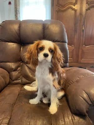 Cavalier King Charles Spaniel Puppies breeder image 22