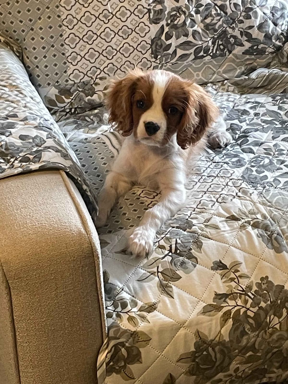 Cavalier King Charles Spaniel Puppies breeder image 23