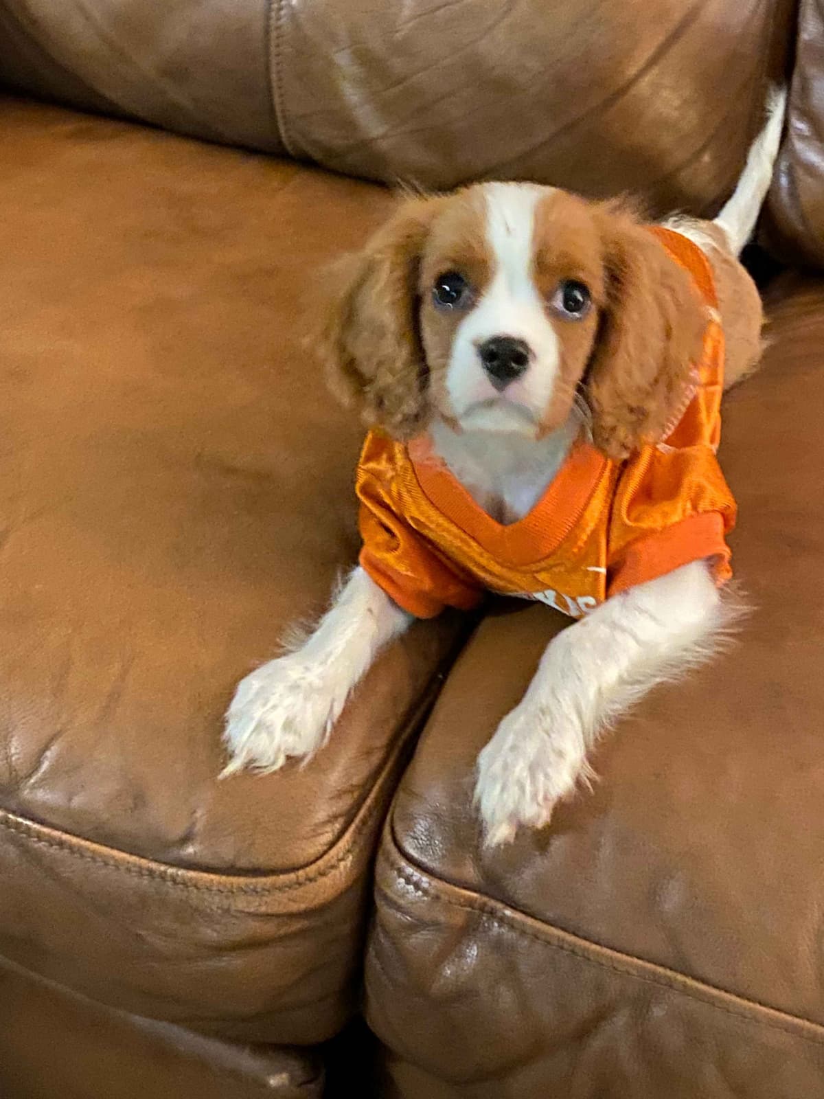 Cavalier King Charles Spaniel Puppies breeder image 24
