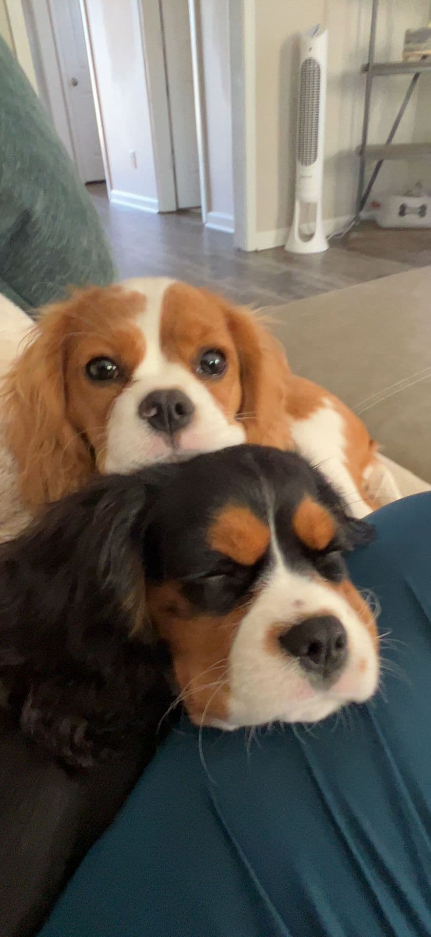 Cavalier King Charles Spaniel Puppies breeder image 25