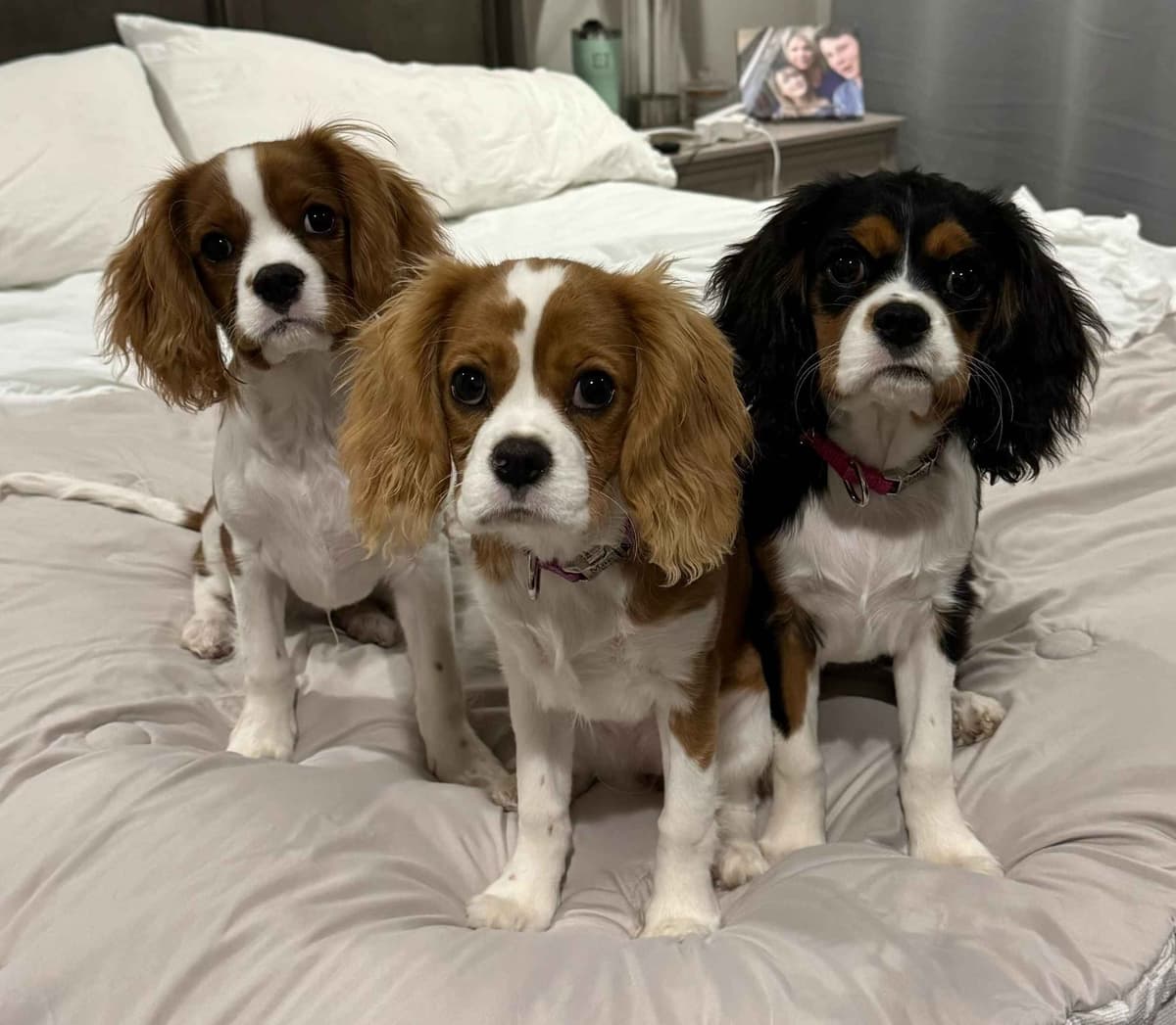 Cavalier King Charles Spaniel Puppies breeder image 26