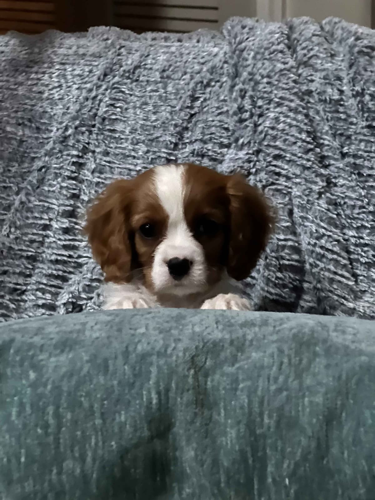 Cavalier King Charles Spaniel Puppies breeder image 28