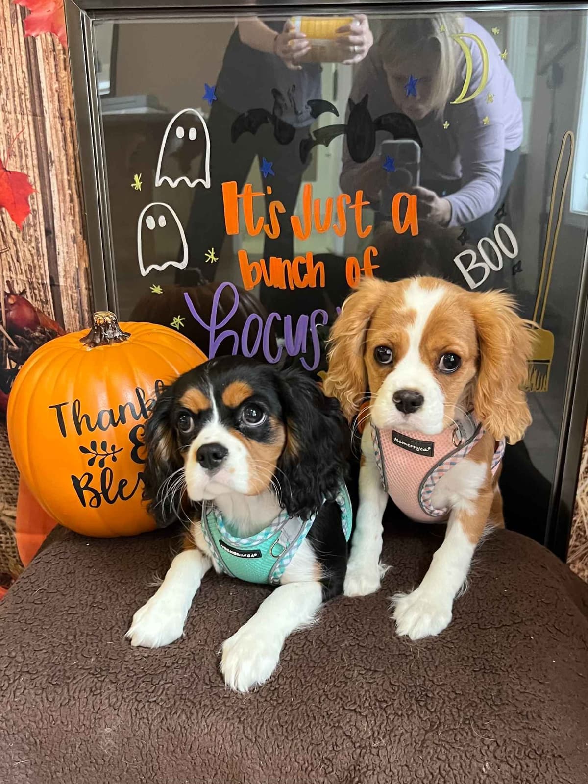 Cavalier King Charles Spaniel Puppies breeder image 30