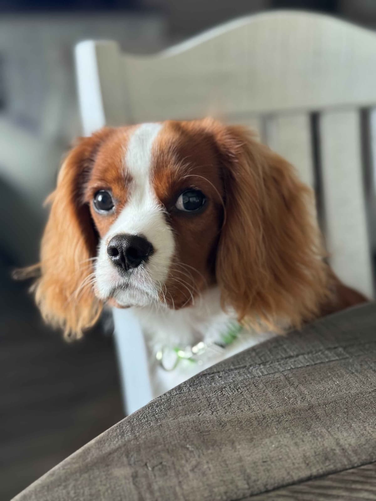 Cavalier King Charles Spaniel Puppies breeder image 31