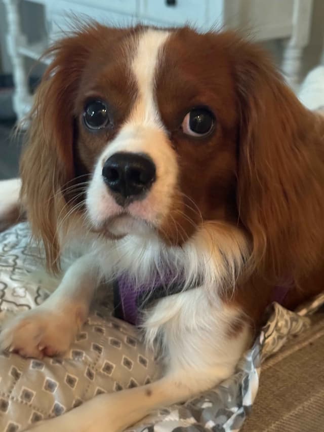 Cavalier King Charles Spaniel Puppies media 2