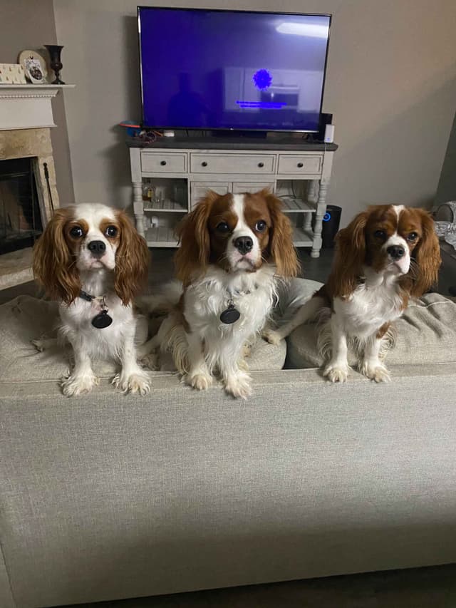 Cavalier King Charles Spaniel Puppies media 3