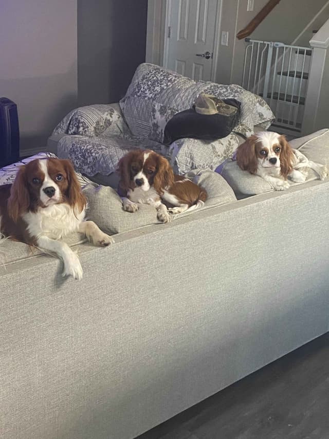 Cavalier King Charles Spaniel Puppies media 4