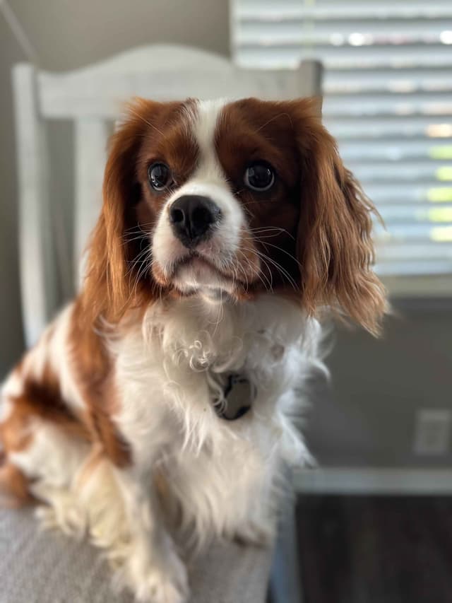 Cavalier King Charles Spaniel Puppies media 5