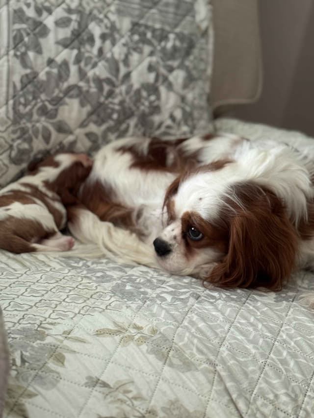 Cavalier King Charles Spaniel Puppies media 6