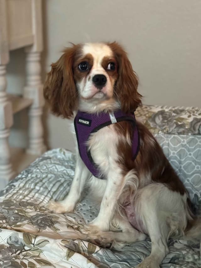 Cavalier King Charles Spaniel Puppies media 8