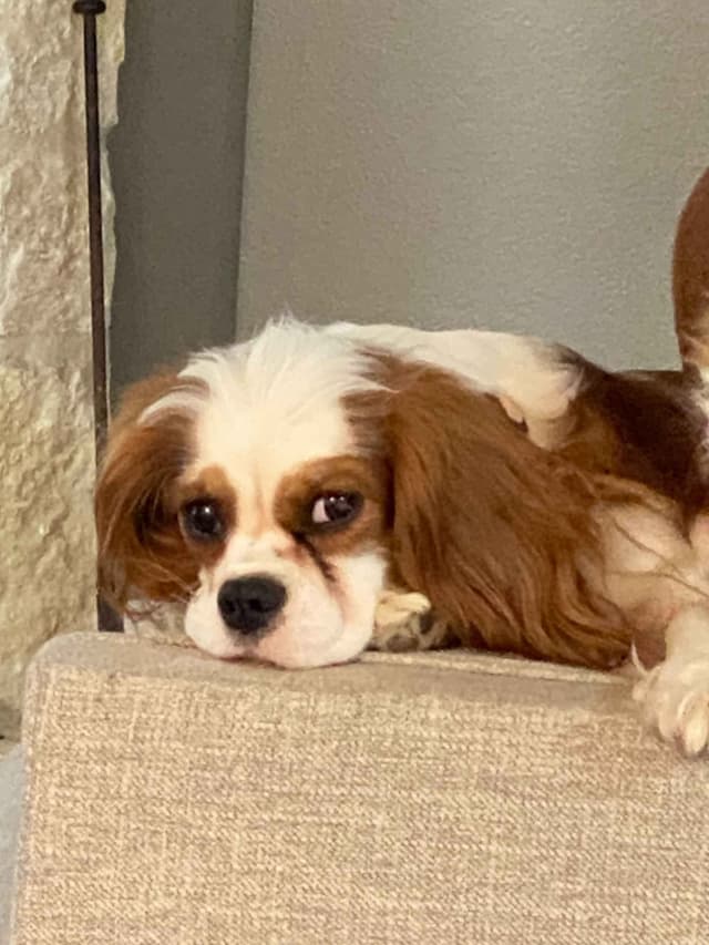 Cavalier King Charles Spaniel Puppies media 9