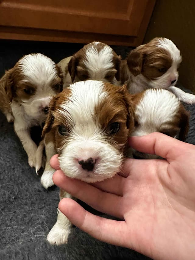 Cavalier King Charles Spaniel Puppies media 10