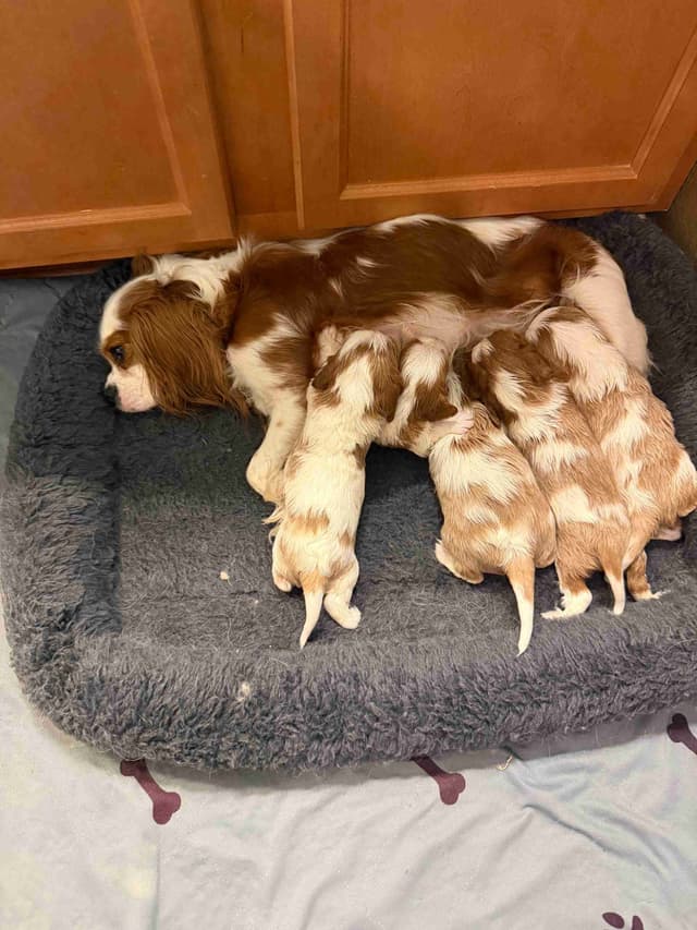 Cavalier King Charles Spaniel Puppies media 11
