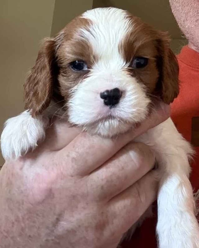 Cavalier King Charles Spaniel Puppies media 12