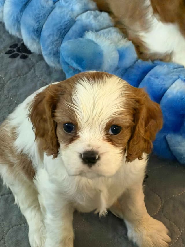 Cavalier King Charles Spaniel Puppies media 13