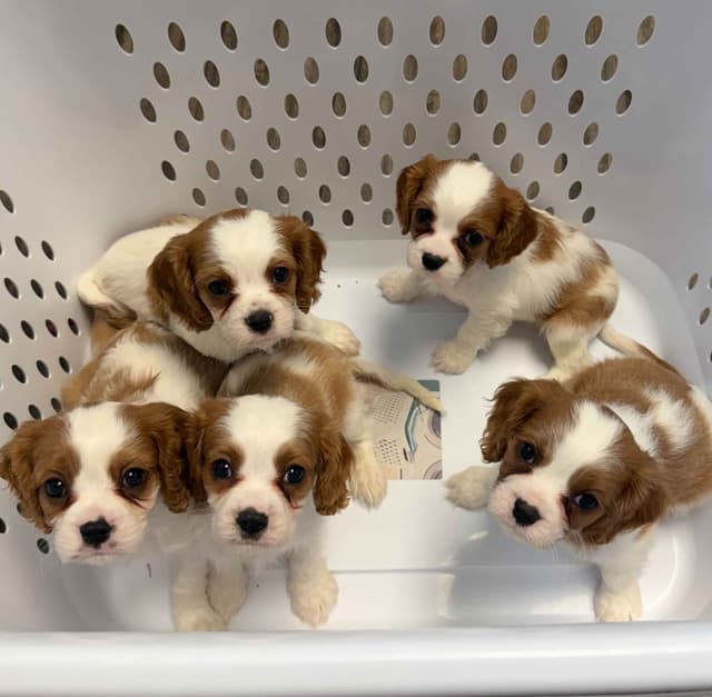 Cavalier King Charles Spaniel Puppies media 16