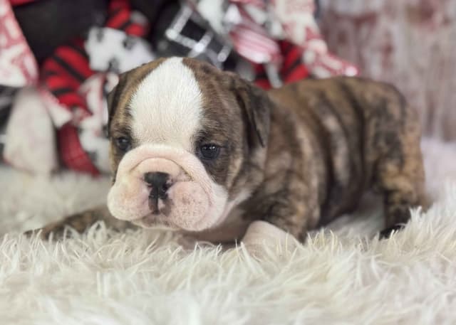 Bulldog Puppies media 2