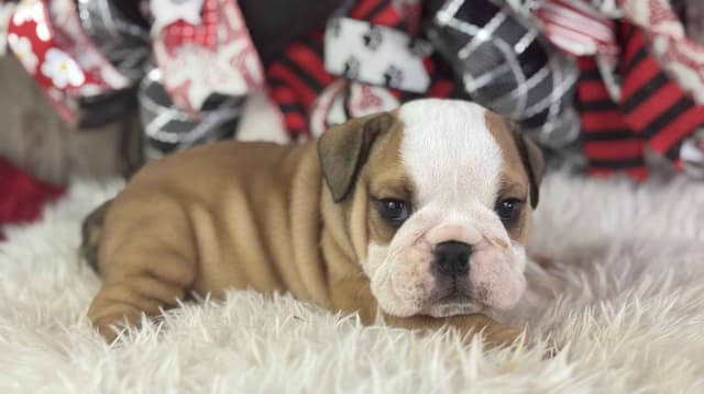 Bulldog Puppies media 3