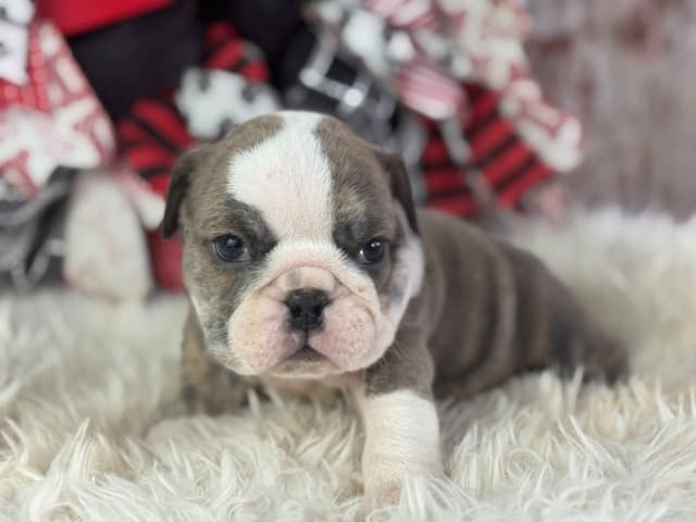 Bulldog Puppies media 7