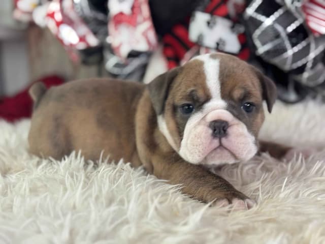 Bulldog Puppies media 5