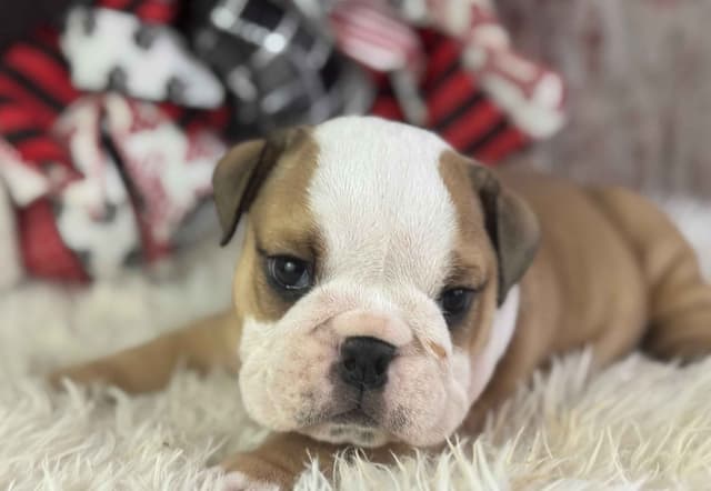 Bulldog Puppies media 4
