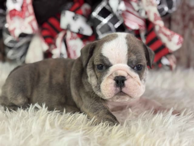 Bulldog Puppies media 8