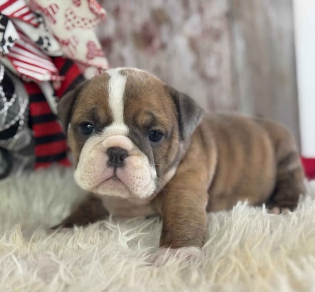 Bulldog Puppies media 6