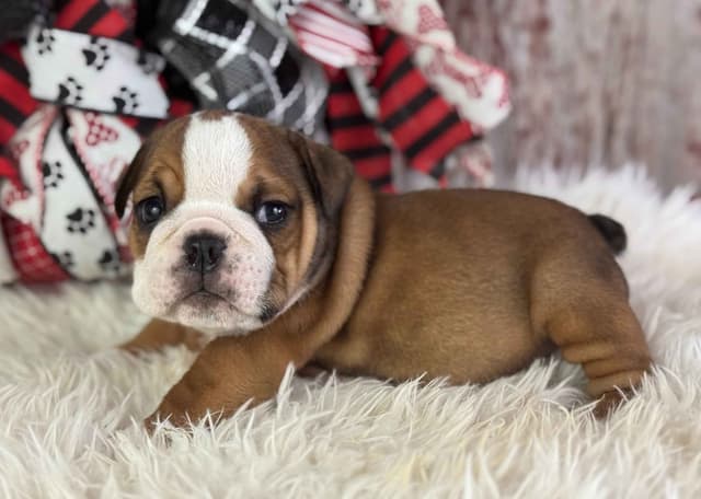 Bulldog Puppies media 9