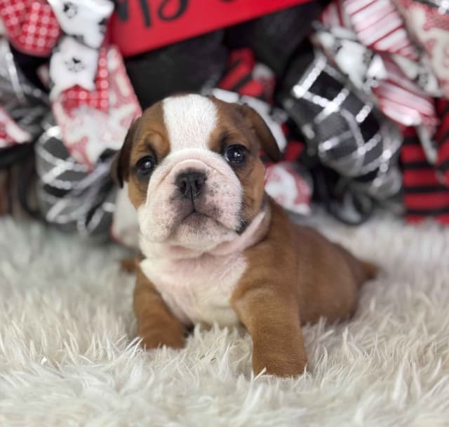 Bulldog Puppies media 10