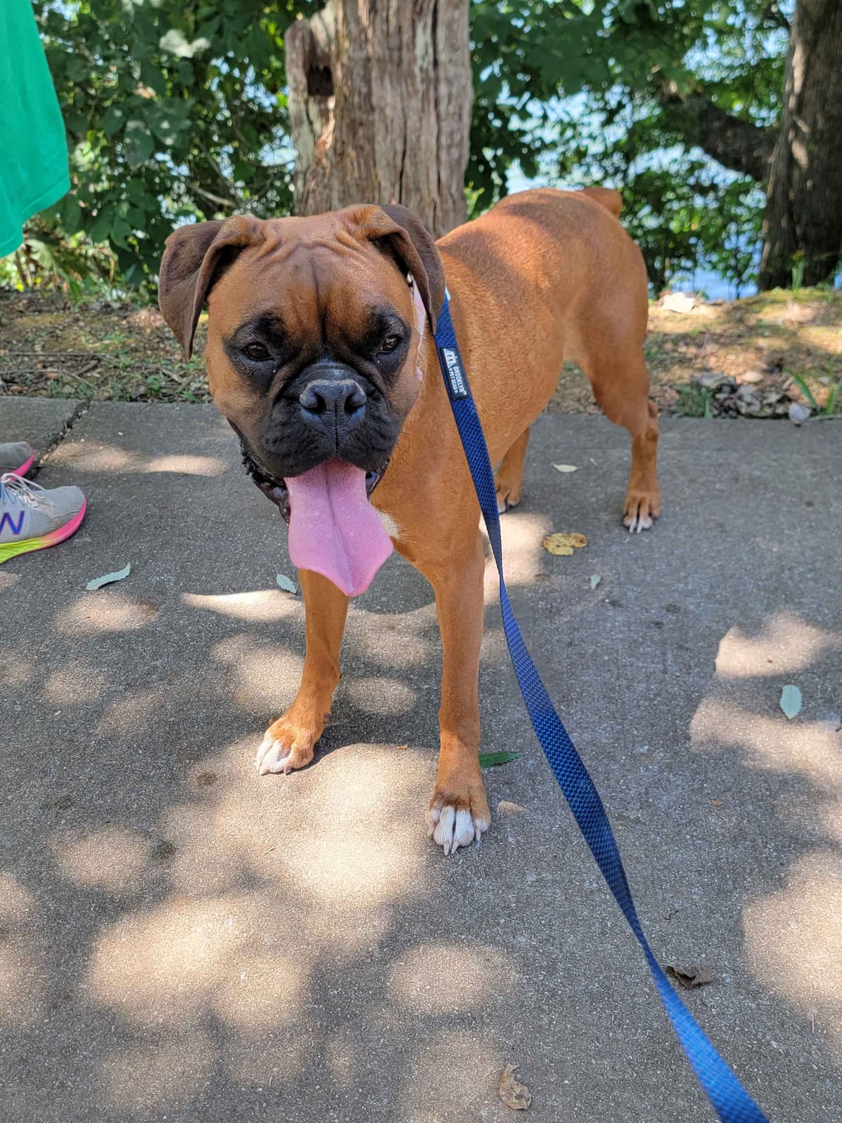 Boxer Puppies breeder image 9