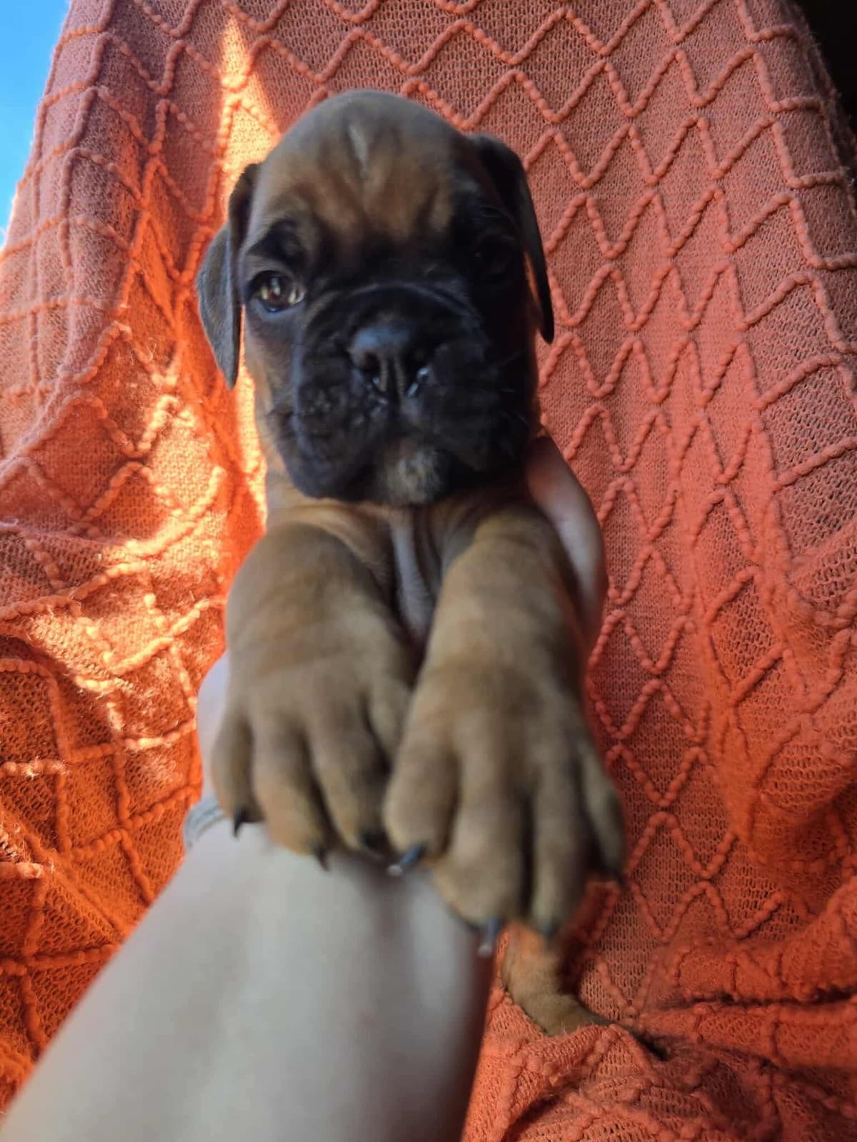 Boxer Puppies breeder image 4