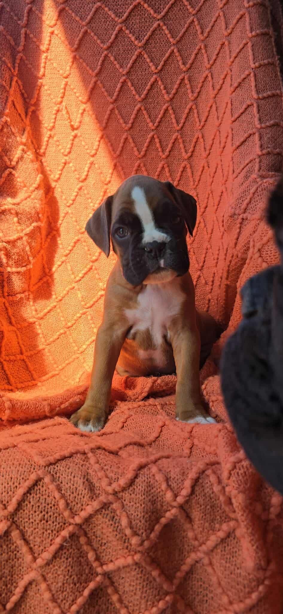 Boxer Puppies breeder image 1