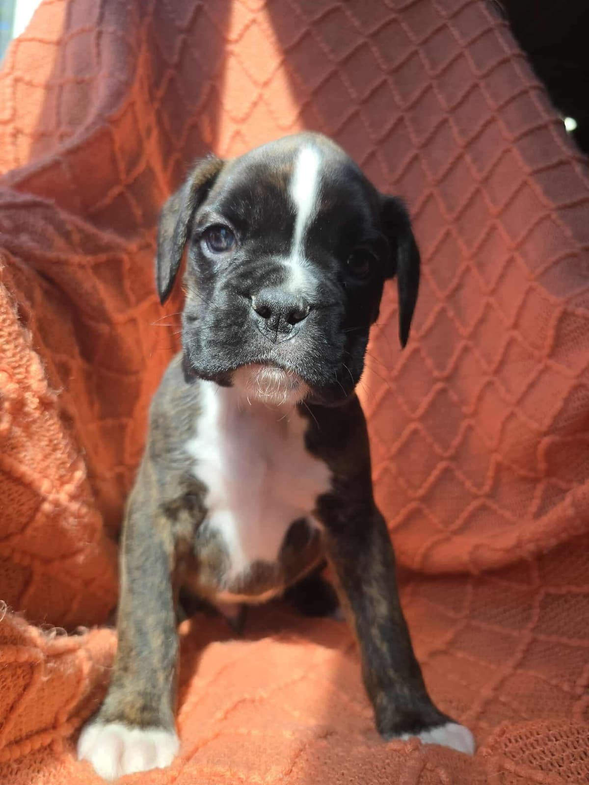 Boxer Puppies breeder image 6