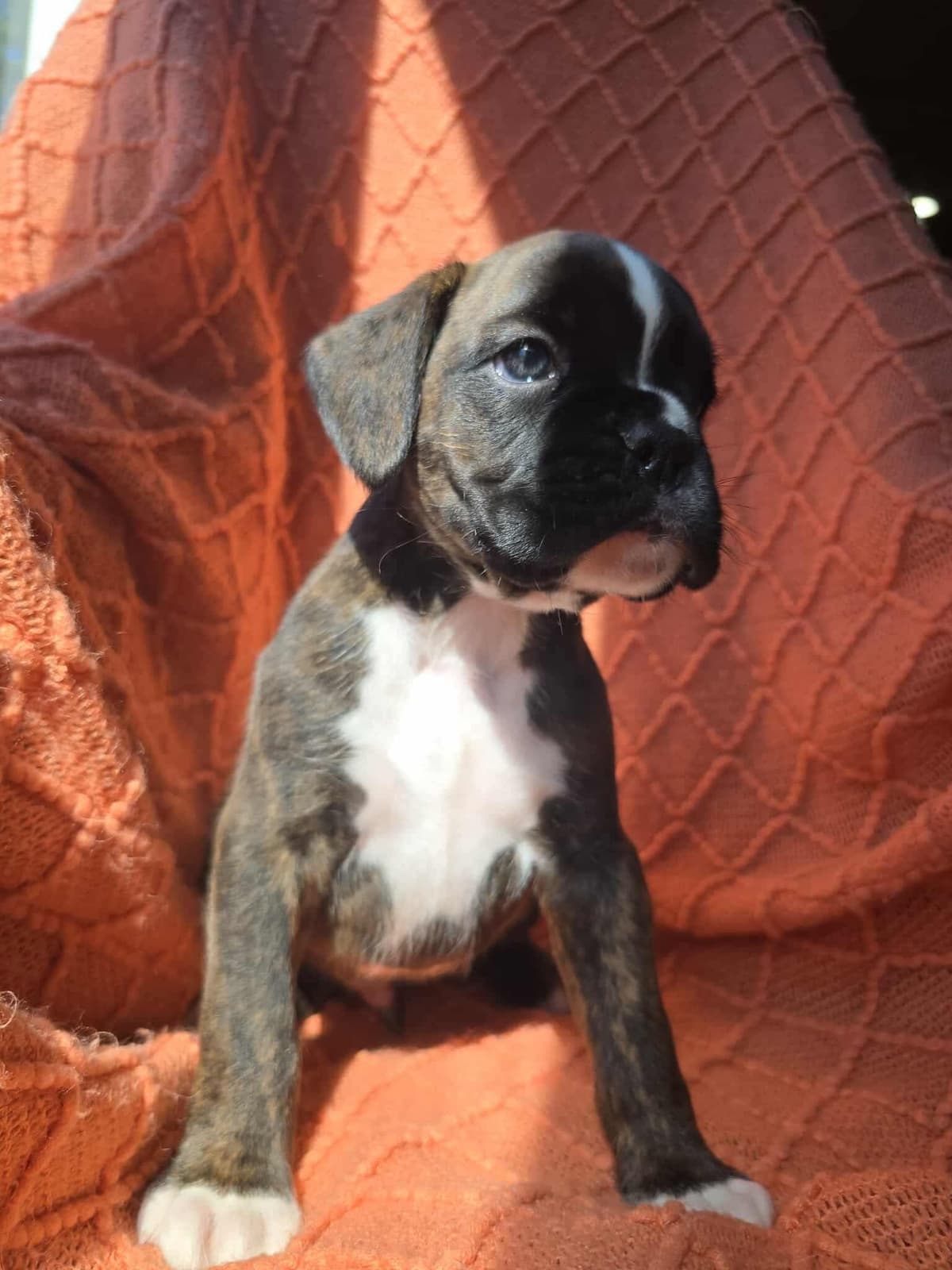 Boxer Puppies breeder image 7