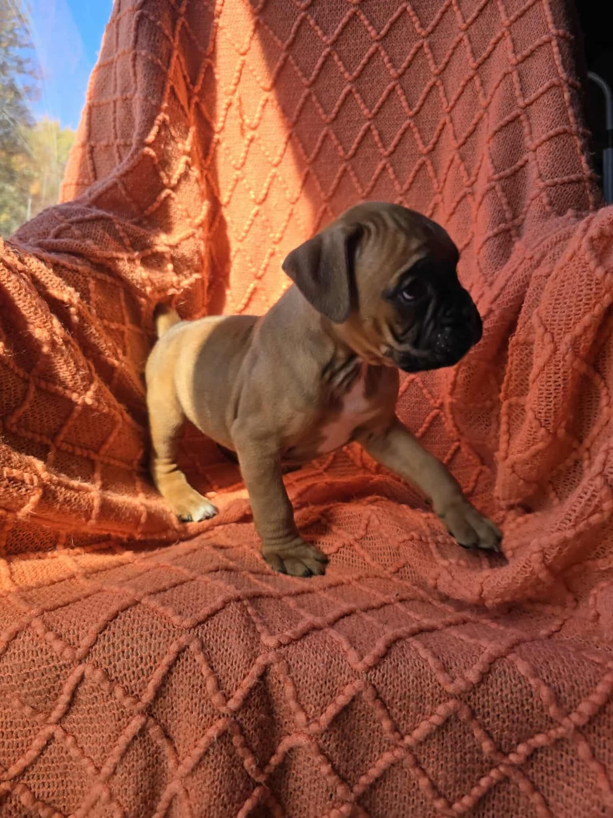 Boxer Puppies breeder image 5