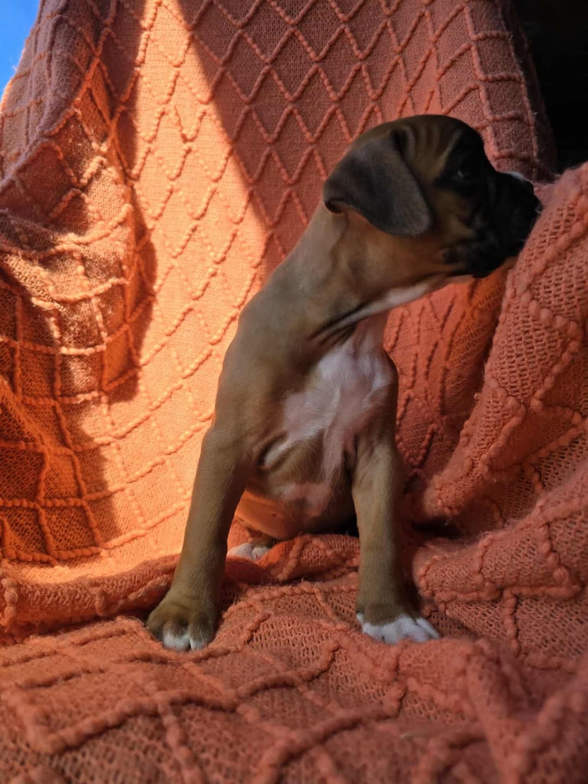 Boxer Puppies breeder image 3