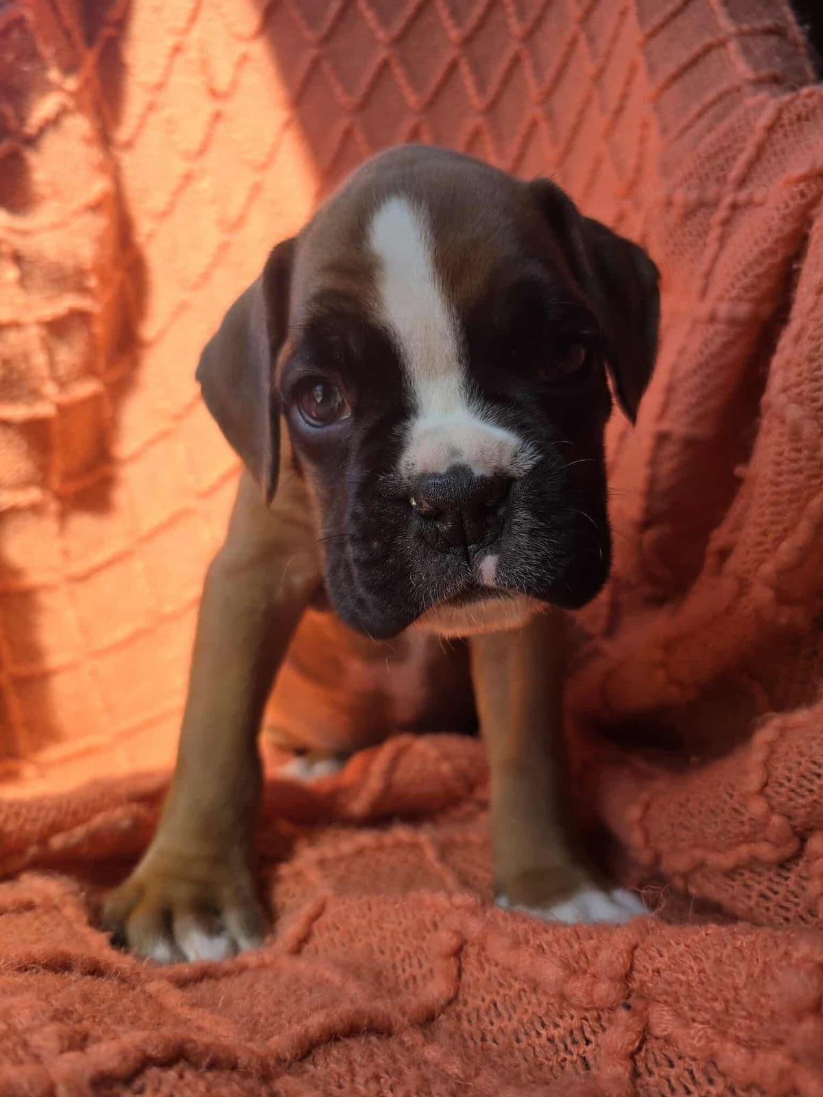 Boxer Puppies breeder image 2