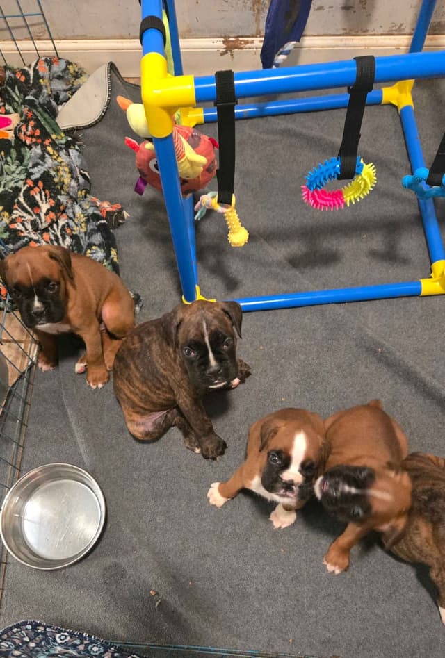 Boxer Puppies media 4