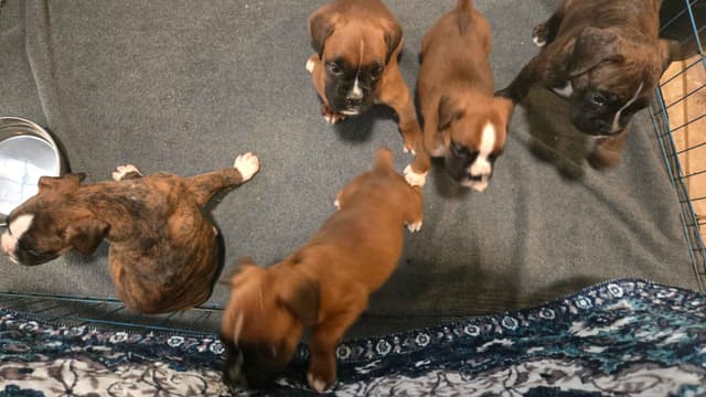 Boxer Puppies media 5