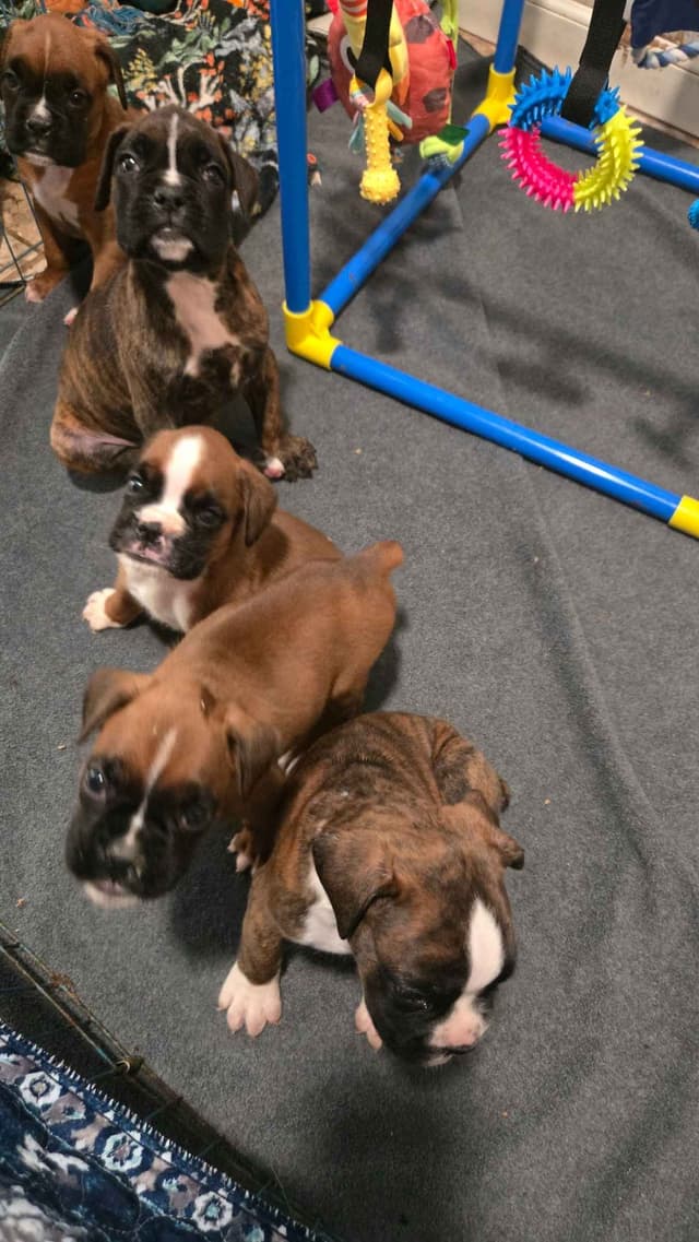 Boxer Puppies media 7