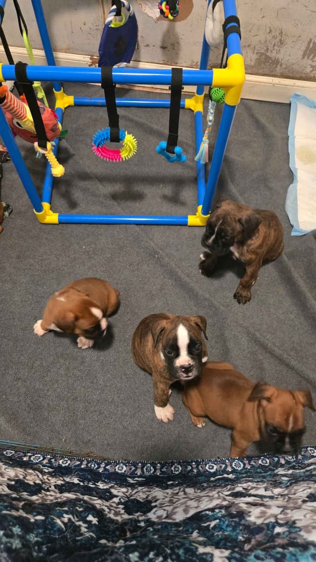 Boxer Puppies media 6
