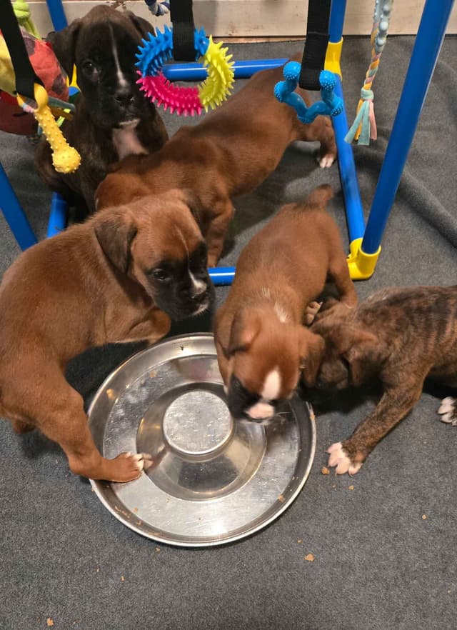 Boxer Puppies media 8