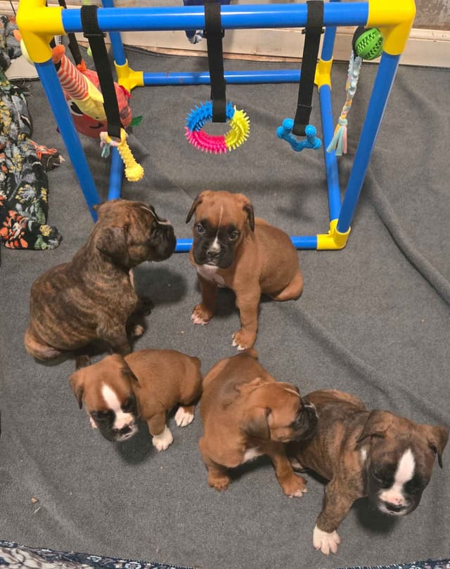 Boxer Puppies media 9