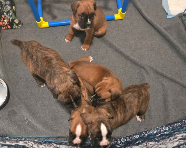 Boxer Puppies media 10