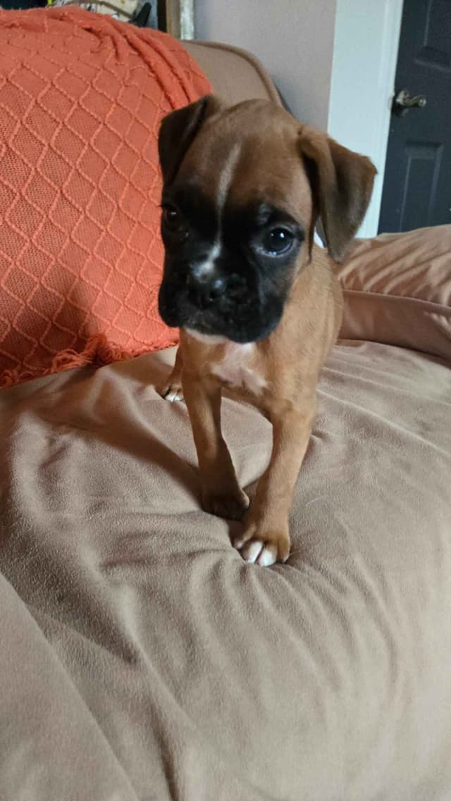 Boxer Puppies media 11