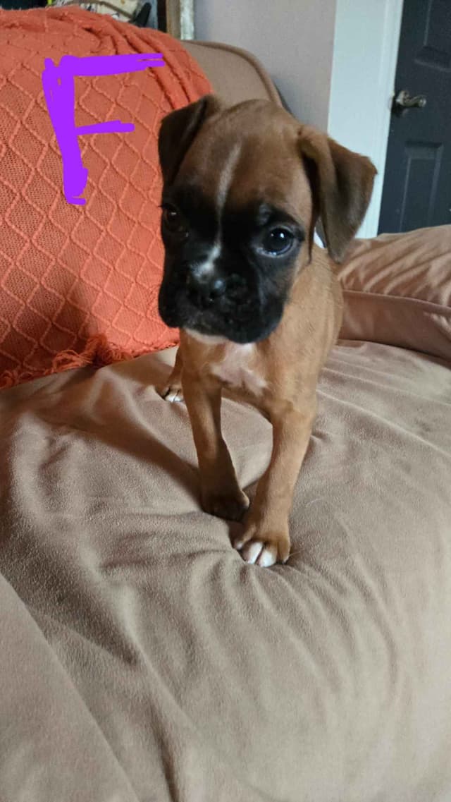 Boxer Puppies media 13