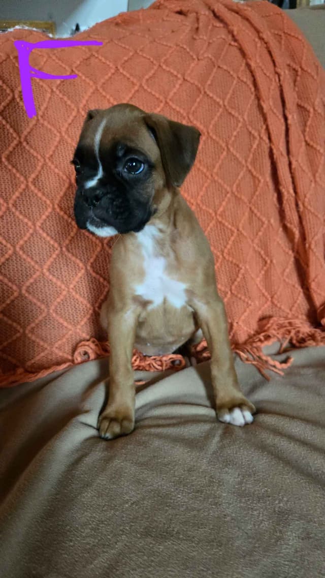 Boxer Puppies media 14
