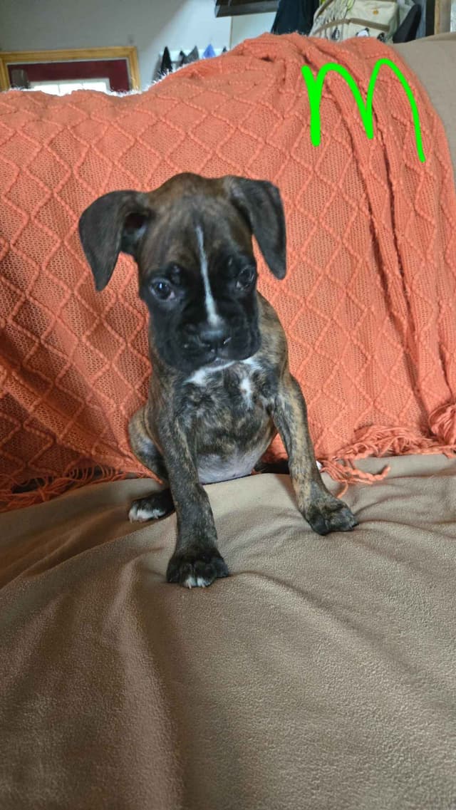 Boxer Puppies media 19